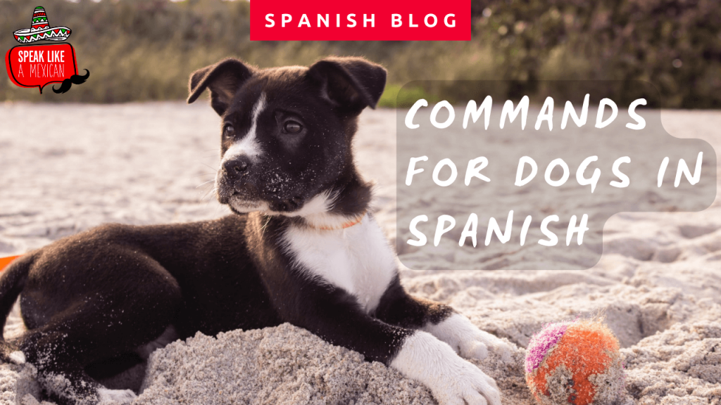 commands for dogs in spanish
